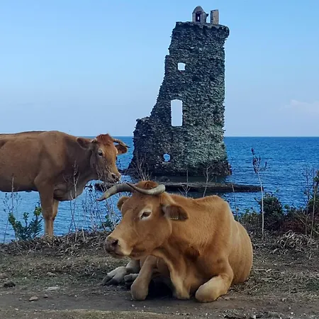 Vue A Bastia, Terrasse Et Piscine Privee. Bastia (Corsica)